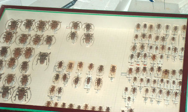 Boite de collection Cerambycidae