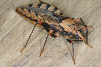 une des espèces vecteur de la maladie de Chagas
