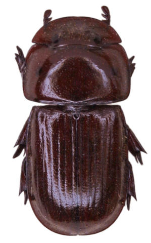 Lucanidae Guyane