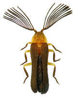 Lampyridae Guyane SEAG