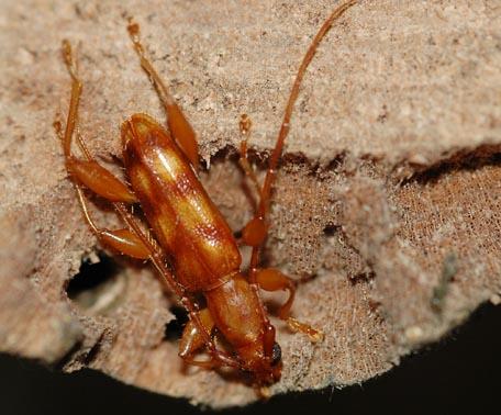 Plectromerus fasciatus