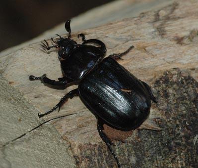 Harposcelis paradoxus