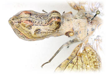 Fulgora laternaria Fulgoridae
