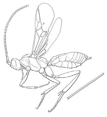 Orgilinae