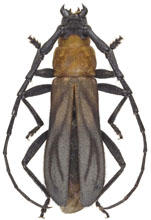 Cerambycidae Guyane
