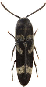Eucnemidae Guyane
