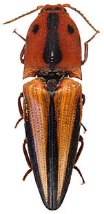 Elateridae Guyane