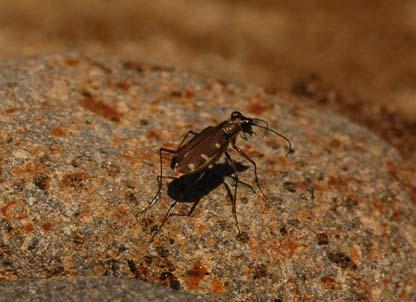 Cicindelidia favergeri
