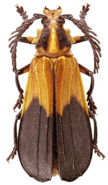 Ctenodes guianensis