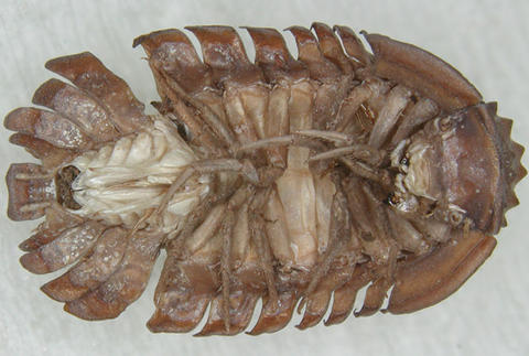 Diploexochus echinatus (Isopode, vue ventrale)