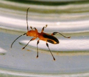 Gourbeyrella romanowskii