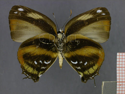 Bistonina bactriana (mâle, verso)