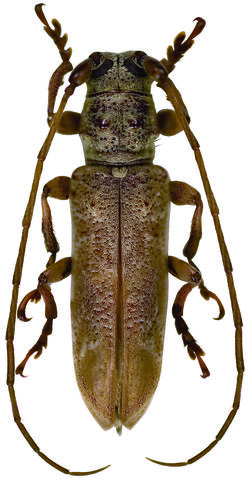 Rhaphiptera avicenniae Tavakilian & Dalens, 2007