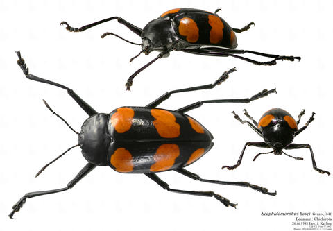 Scaphidomorphus bosci Guérin-Méneville, 1841